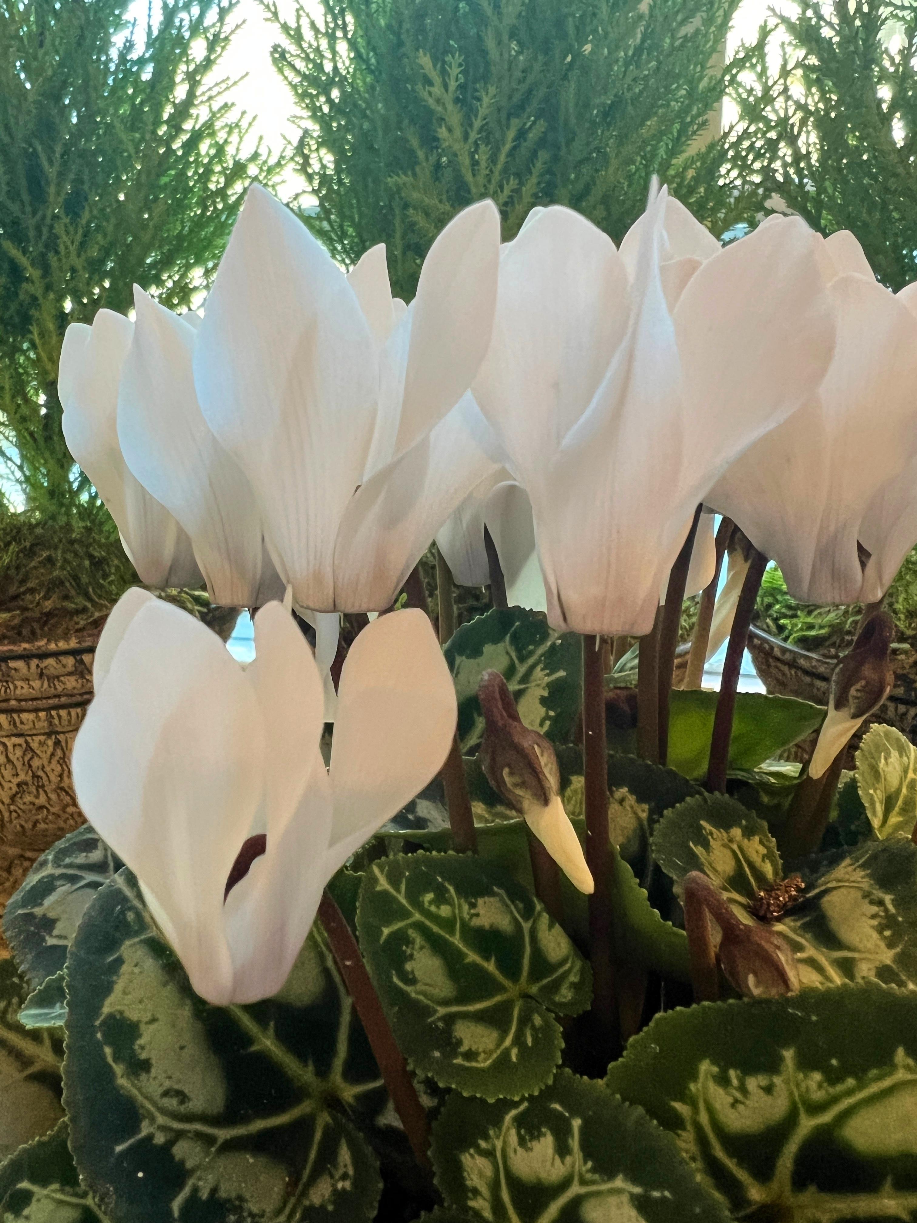 White cyclamen plants bloom in Glen Head, N.Y. on Nov....