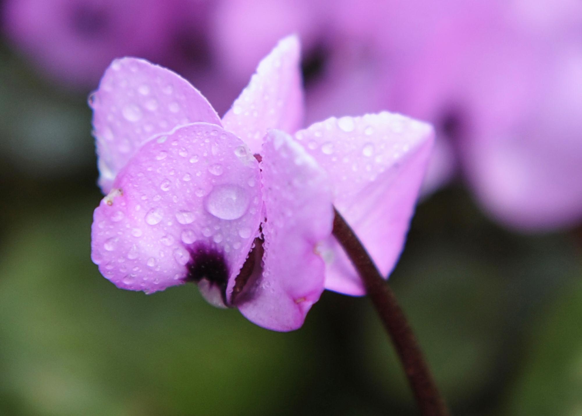 FILE – Cyclamen blossom in Freiburg, southern Germany, on Feb....