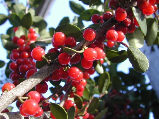 a native Yaupon Holly (Ilex vomitoria) branch bearing a profusion of berries