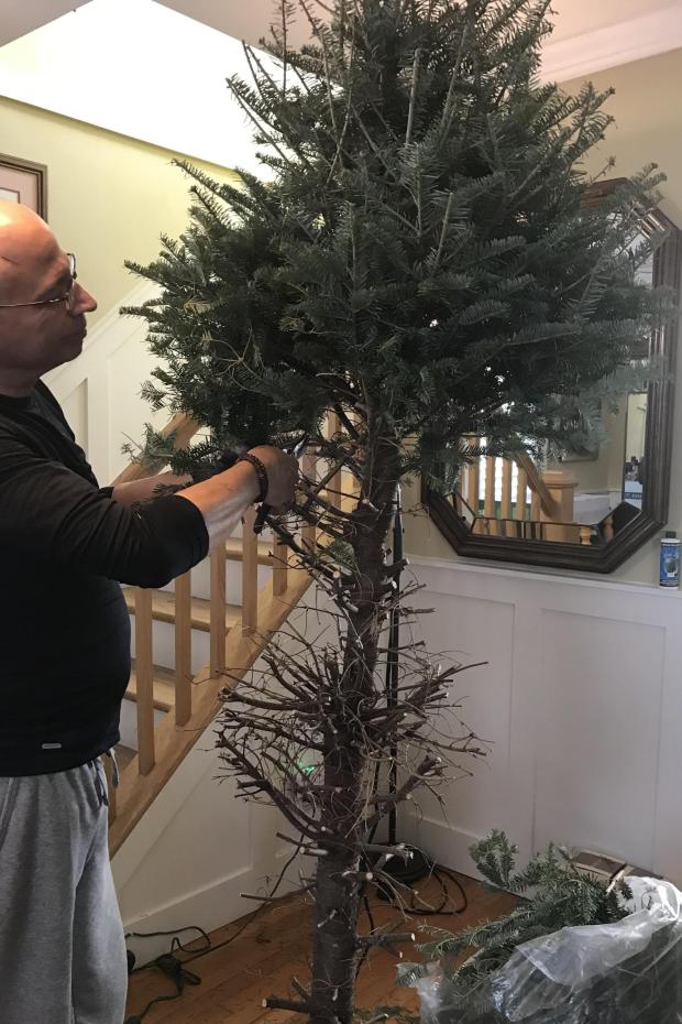 John Damiano removes Christmas tree branches indoors for use as a winter mulch in the garden.