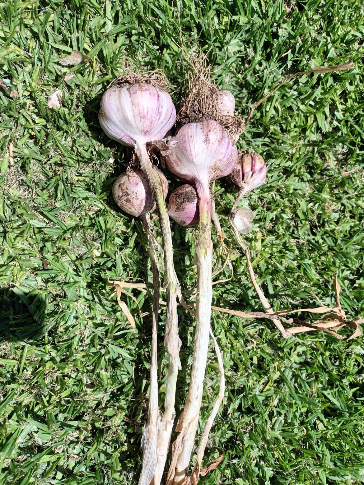 Garlic attempt 2025 :(