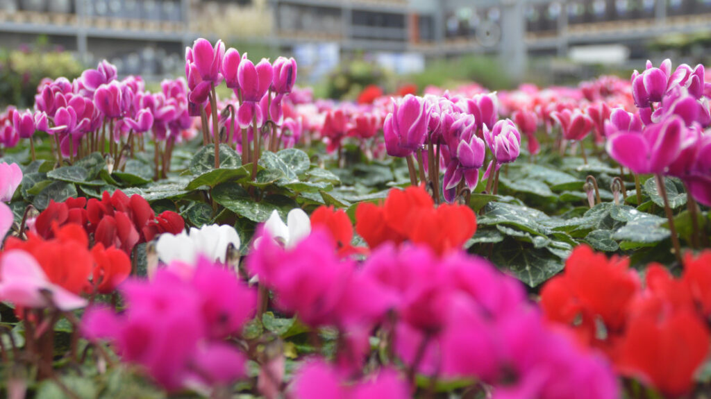 Garden and pet products decline in … Garden and pet products decline in ...