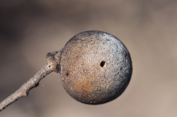  Oak bud gall wasp gills of small wasps on the oaks gray background defocused natural lighting
