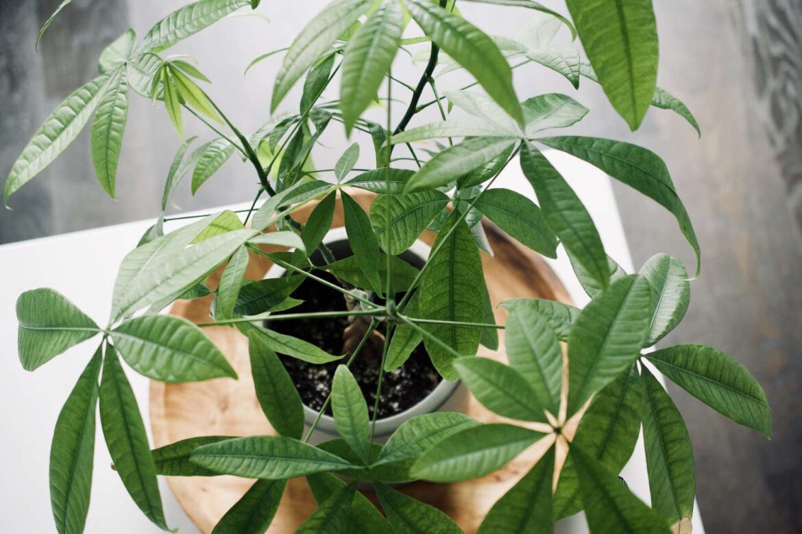 How to Prune a Money Tree for Healthy, Strong Growth
