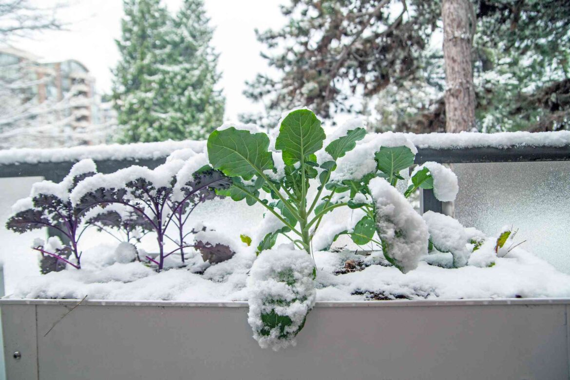 5 Plants You Should Cover Before a Freeze Hits—Even If They Seem Cold-Hardy 5 Plants You Should Cover Before a Freeze Hits—Even If They Seem Cold-Hardy