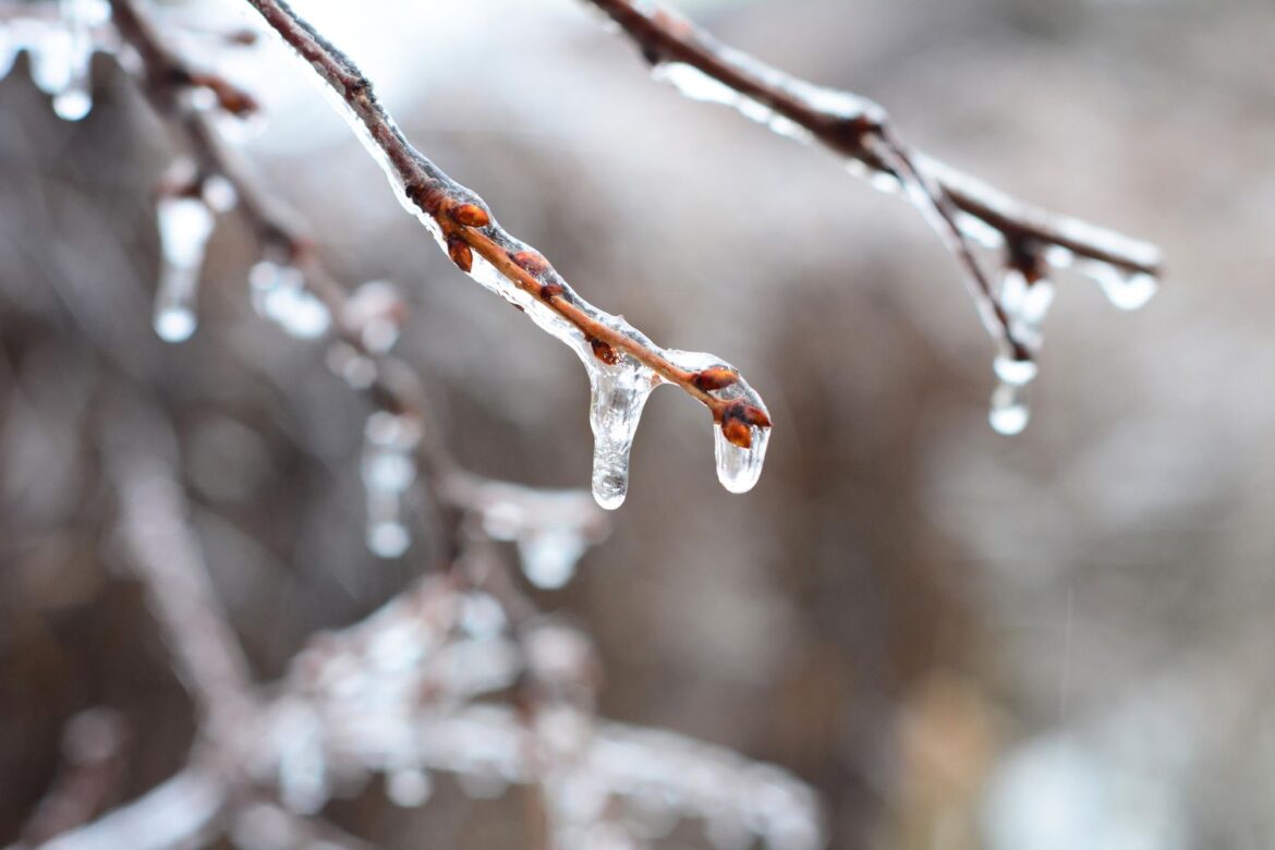 How to Protect Your Garden From Ice and Frost How to Protect Your Garden From Ice and Frost