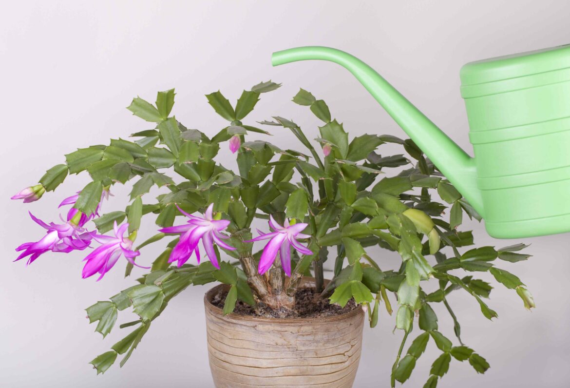Is Sugar Water Good for Christmas Cactus? What a Master Gardener Says