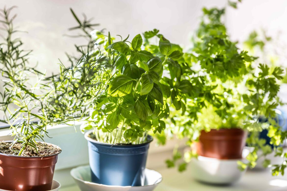 Should You Bother Overwintering Herbs at All? We Asked Gardeners