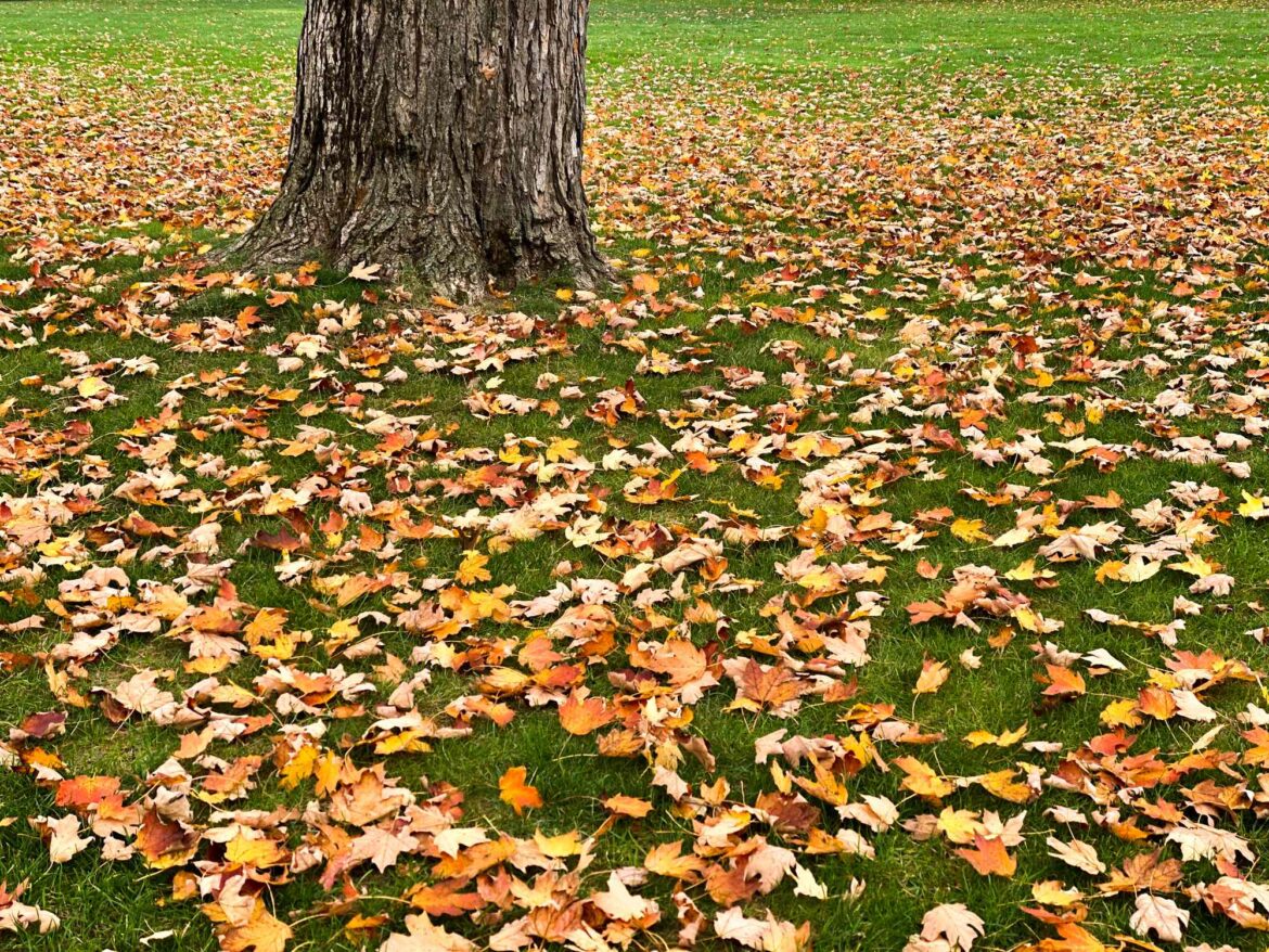 What Lawn Pros Do With Their Leaves—And Why You Might Want to Copy Them