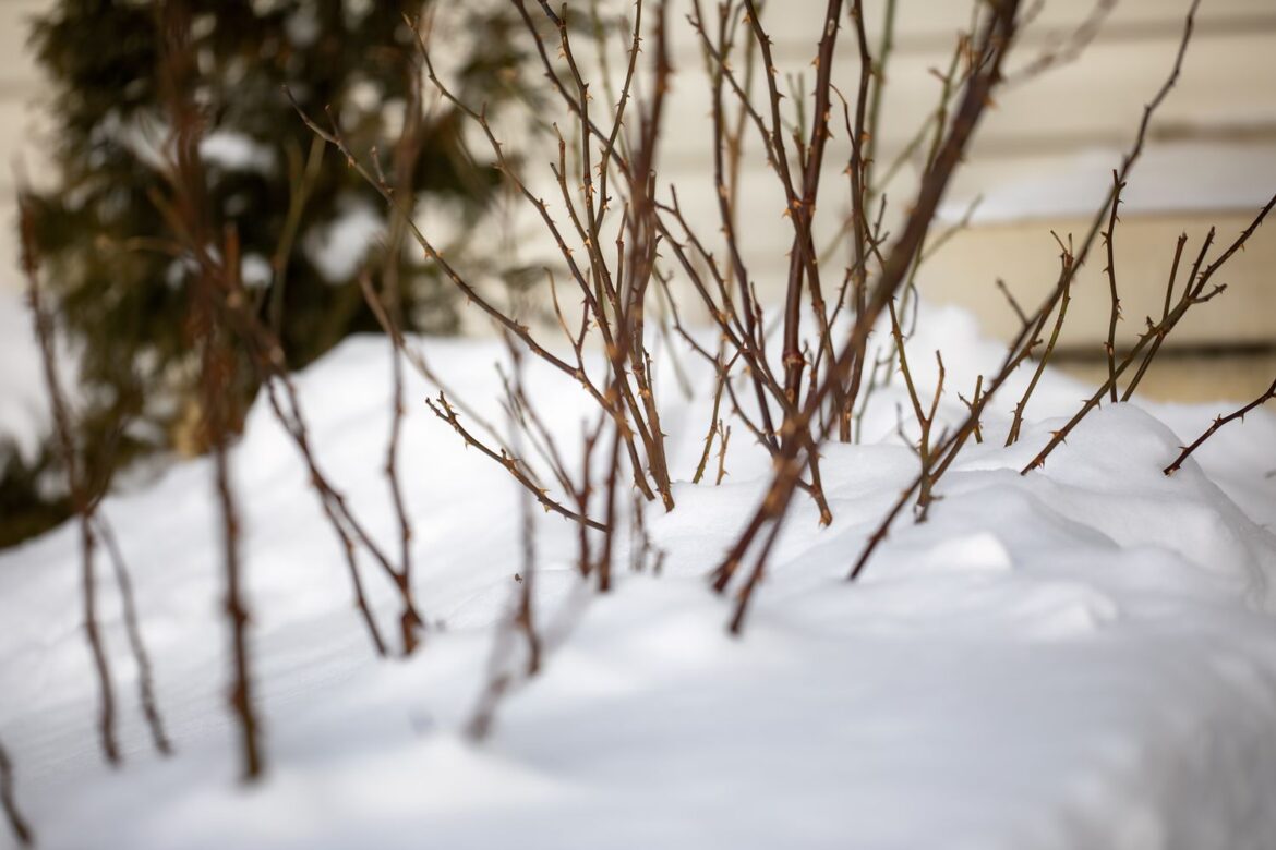 How To Protect Your Roses In Winter: 3 Methods