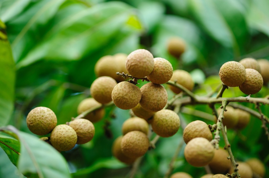 What a gardener should know about planting a longan tree – Whittier Daily News What a gardener should know about planting a longan tree – Daily Breeze