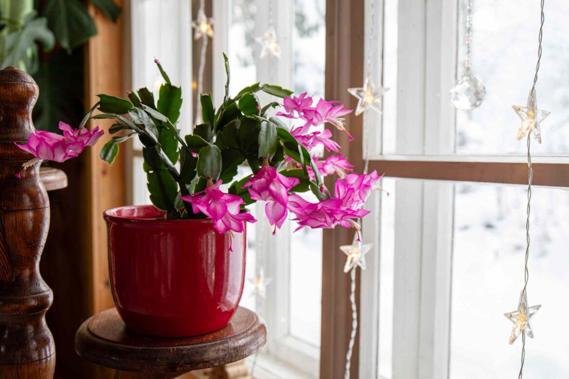 Are Coffee Grounds Good for Christmas Cactus? We Asked Gardening Pros