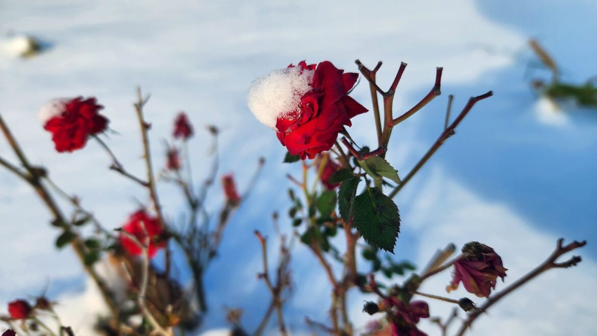Should I Cover My Roses In Winter? Should I Cover My Roses In Winter?