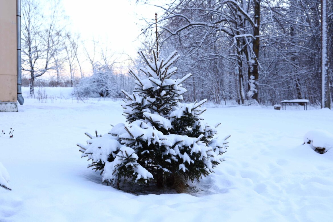 6 Types of Evergreens You Need to Mulch in Winter for Healthy Trees All Year 6 Types of Evergreens You Need to Mulch in Winter for Healthy Trees All Year