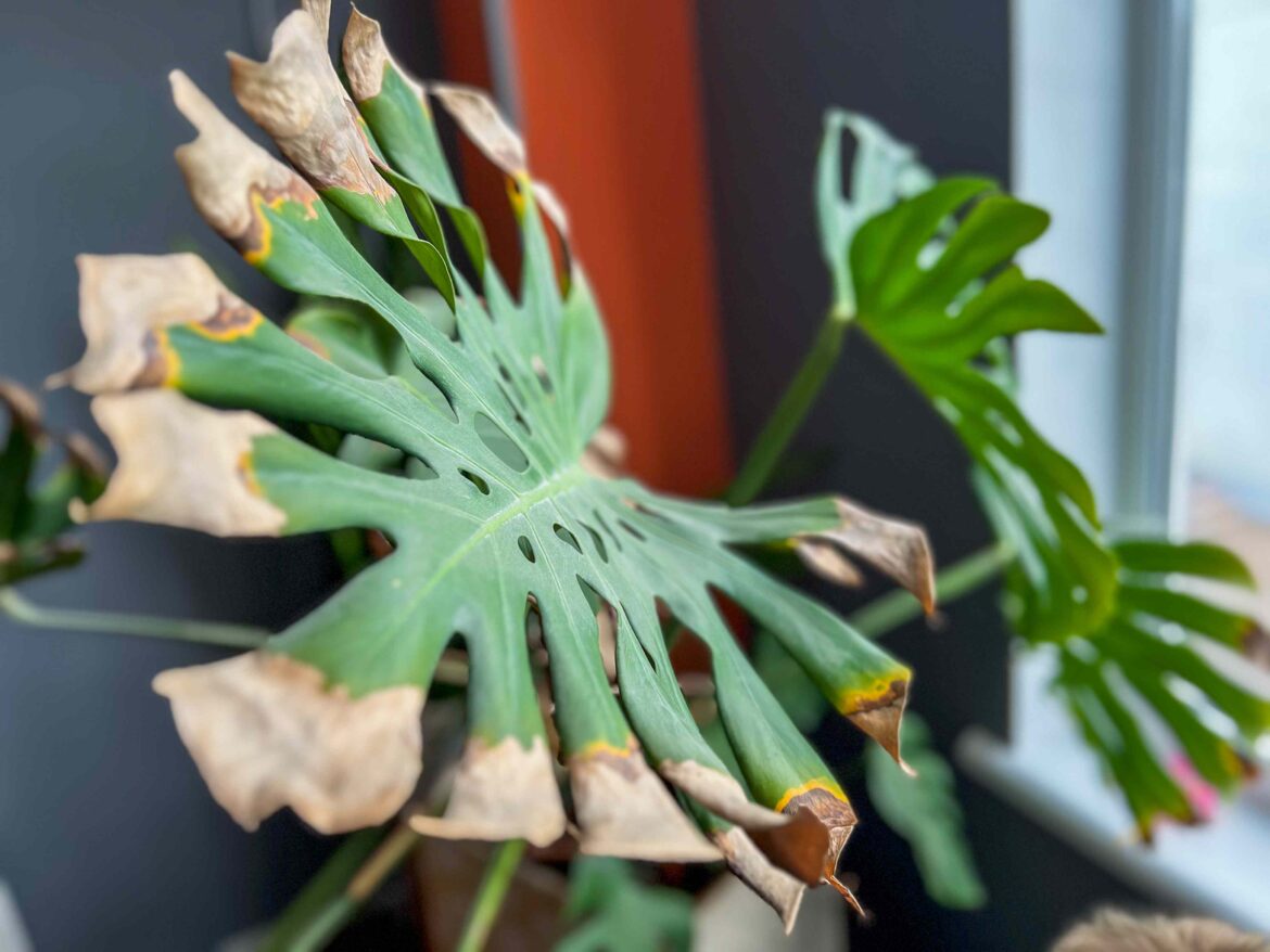 How Hot Is Too Hot for Houseplants? We Asked a Horticulturist