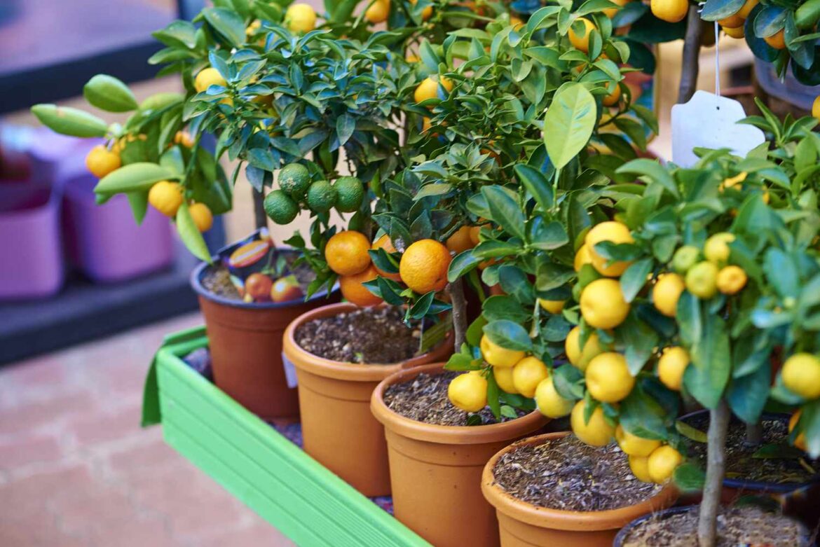 The 10 Best Fruit Trees That Thrive in Pots and Containers