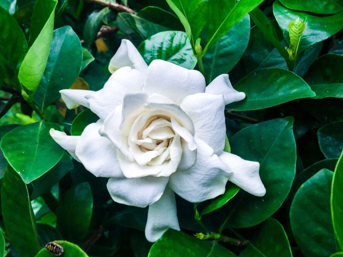 How to Grow Gardenias Indoors for Beautiful Blooms How to Grow Gardenias Indoors for Beautiful Blooms
