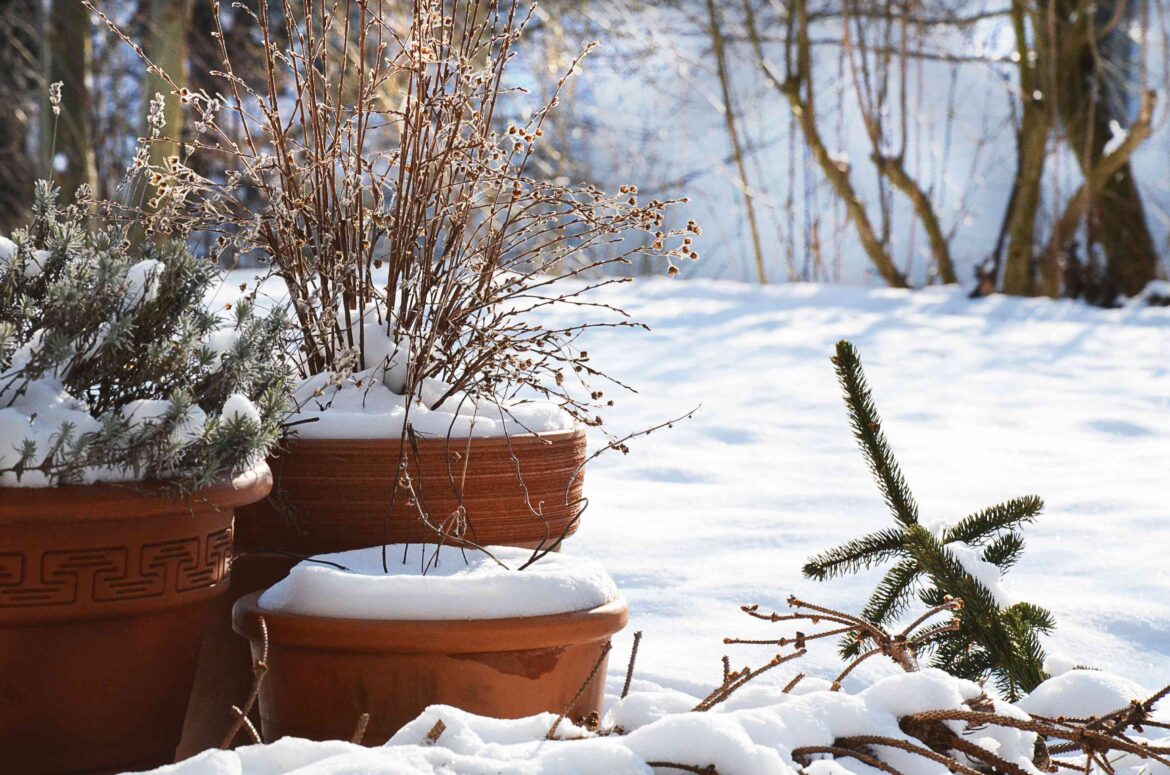 Do Potted Plants Really Need to Come Inside for Winter? A Gardener Explains Do Potted Plants Really Need to Come Inside for Winter? A Gardener Explains