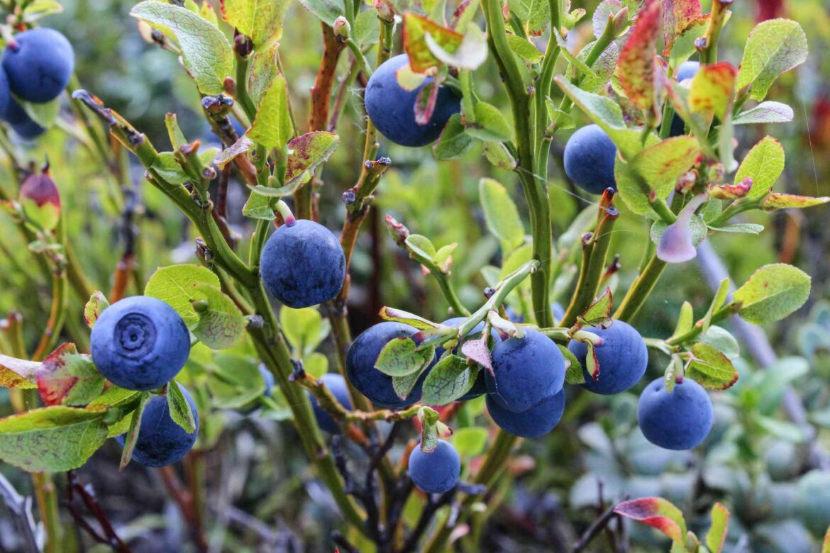 Why Winter Is Ideal for Pruning Blueberry Bushes (and How to Do It Right)