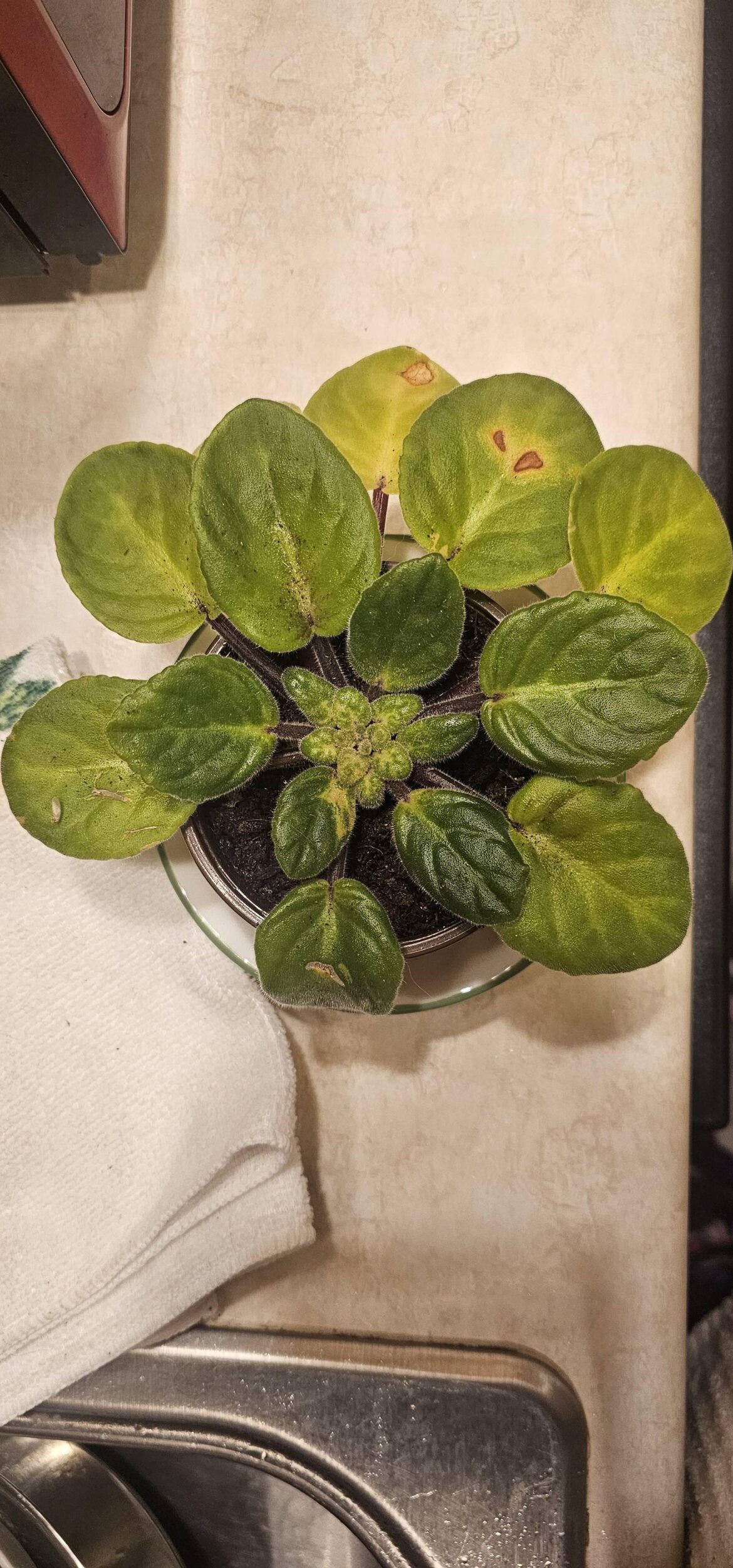 What's wrong with my violet?