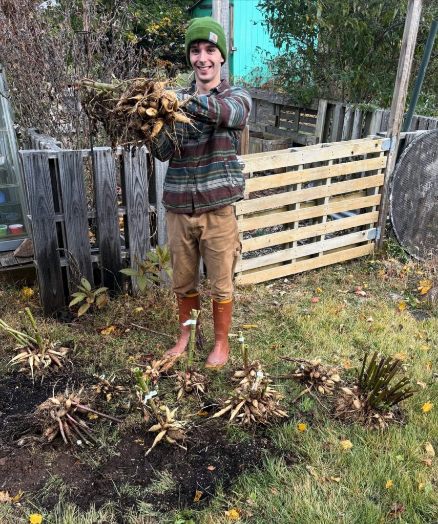 Got all my tubers pulled up the other day. Hopefully they all keep over winter.