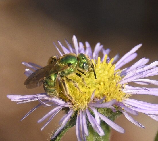 GreenbeeonSF9-3-25.jpg GreenbeeonSF9-3-25.jpg