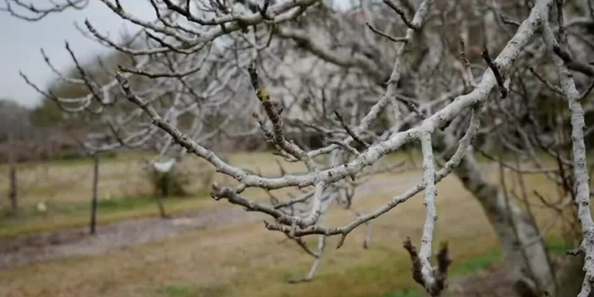 Winter Gardening Myths That Refuse to Die