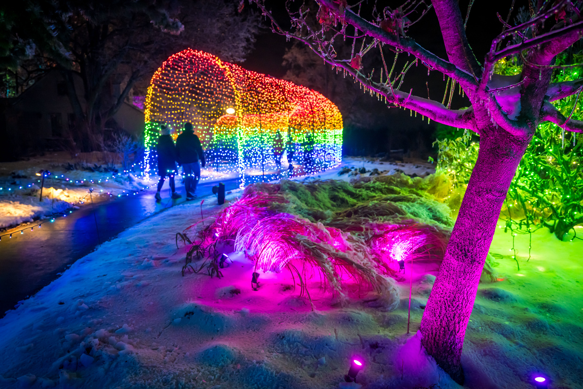 The New England Botanical Garden at Tower Hill's 2025 "Night Lights" holiday lights display will illuminate Boylston daily through Jan. 4, 2026.