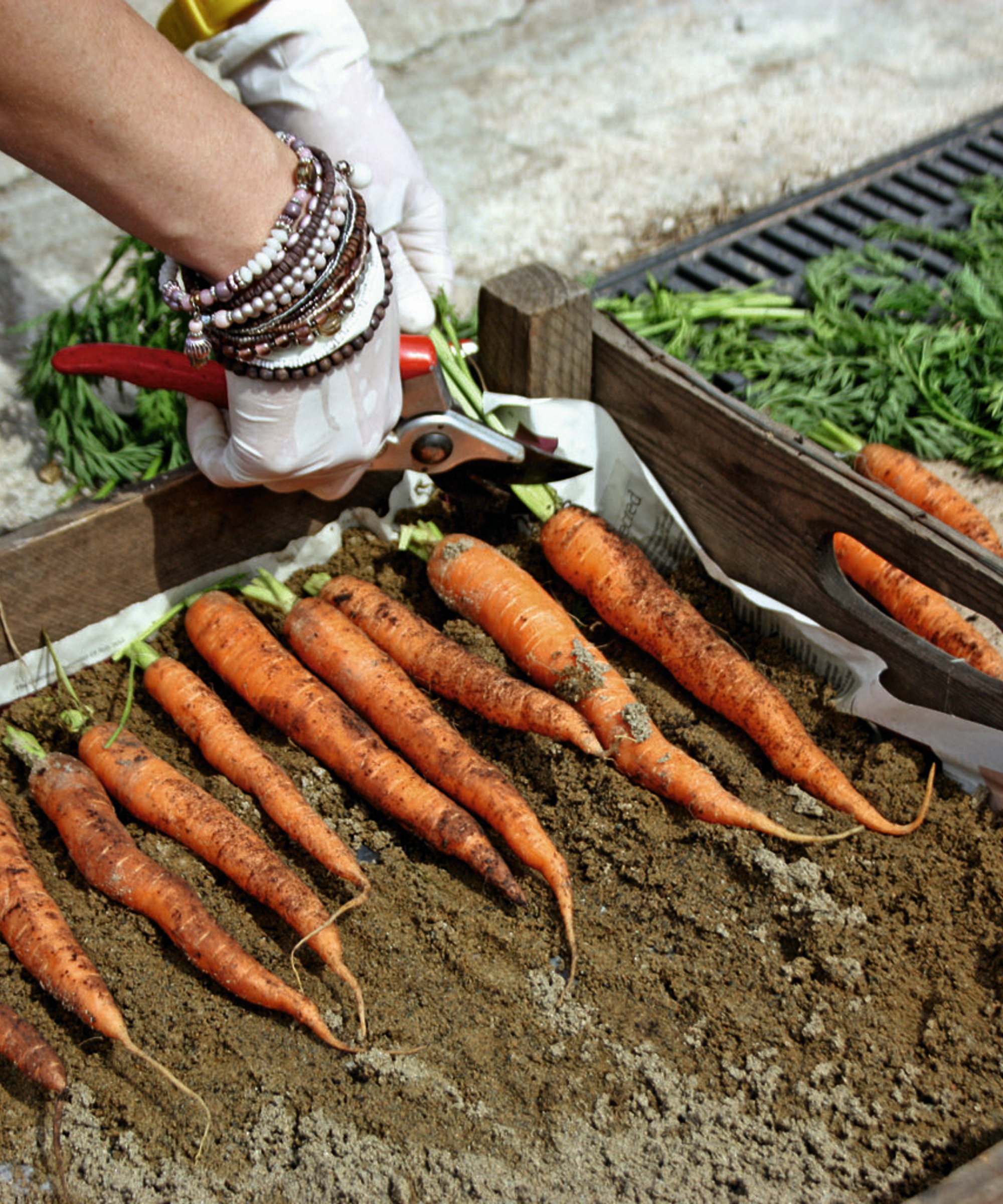 A gardener storing carrots in a box of moist sand