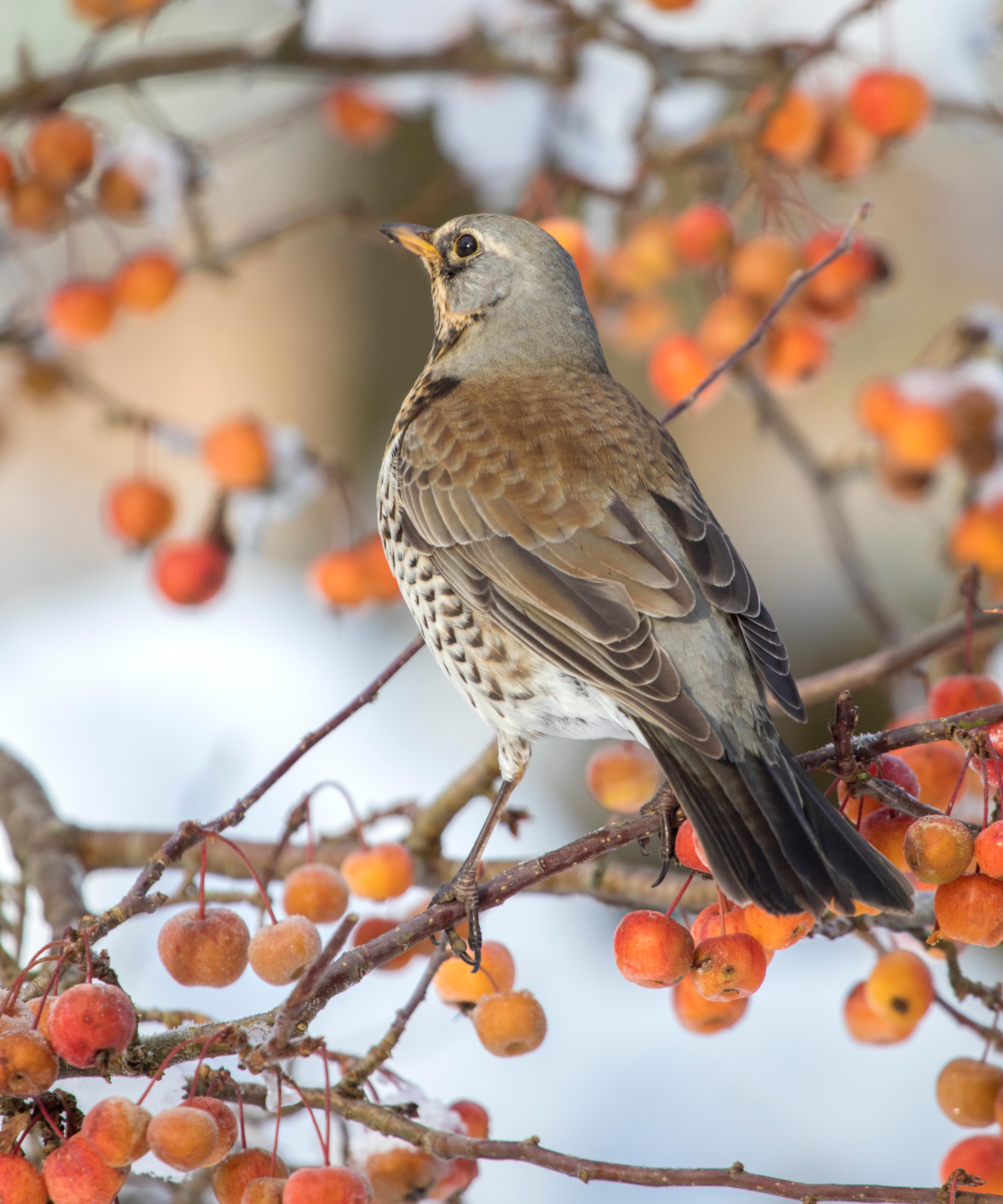 Fieldfare sitting on crab apple tree in winter