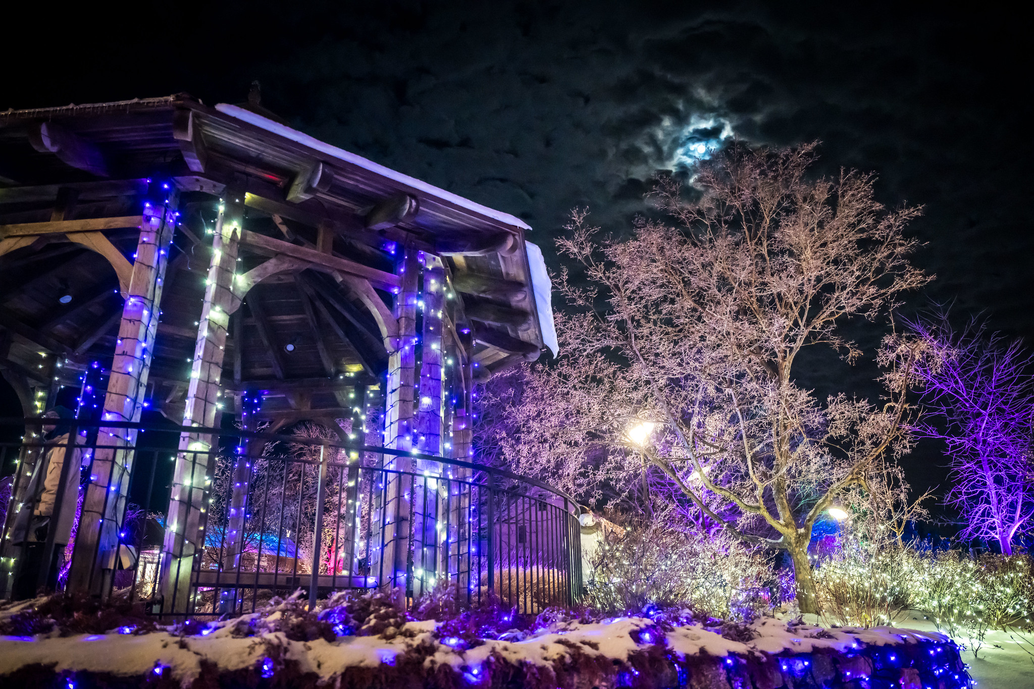 The New England Botanical Garden at Tower Hill's 2025 "Night Lights" holiday lights display will illuminate Boylston daily through Jan. 4, 2026.