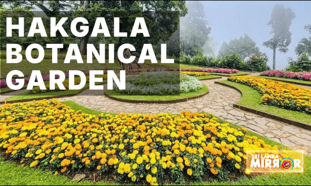 Hakgala Botanical Garden reopens – Sri Lanka Mirror – Right to Know. Power to Change Hakgala Botanical Garden reopens – Sri Lanka Mirror – Right to Know. Power to Change