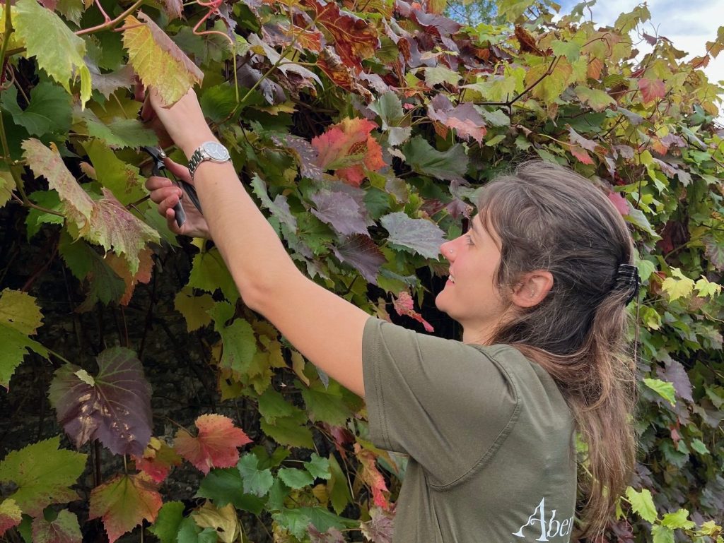 Hannah Finnemore standing in Aberglasney’s subtropical garden, surrounded by banana leaves and tropical foliage.