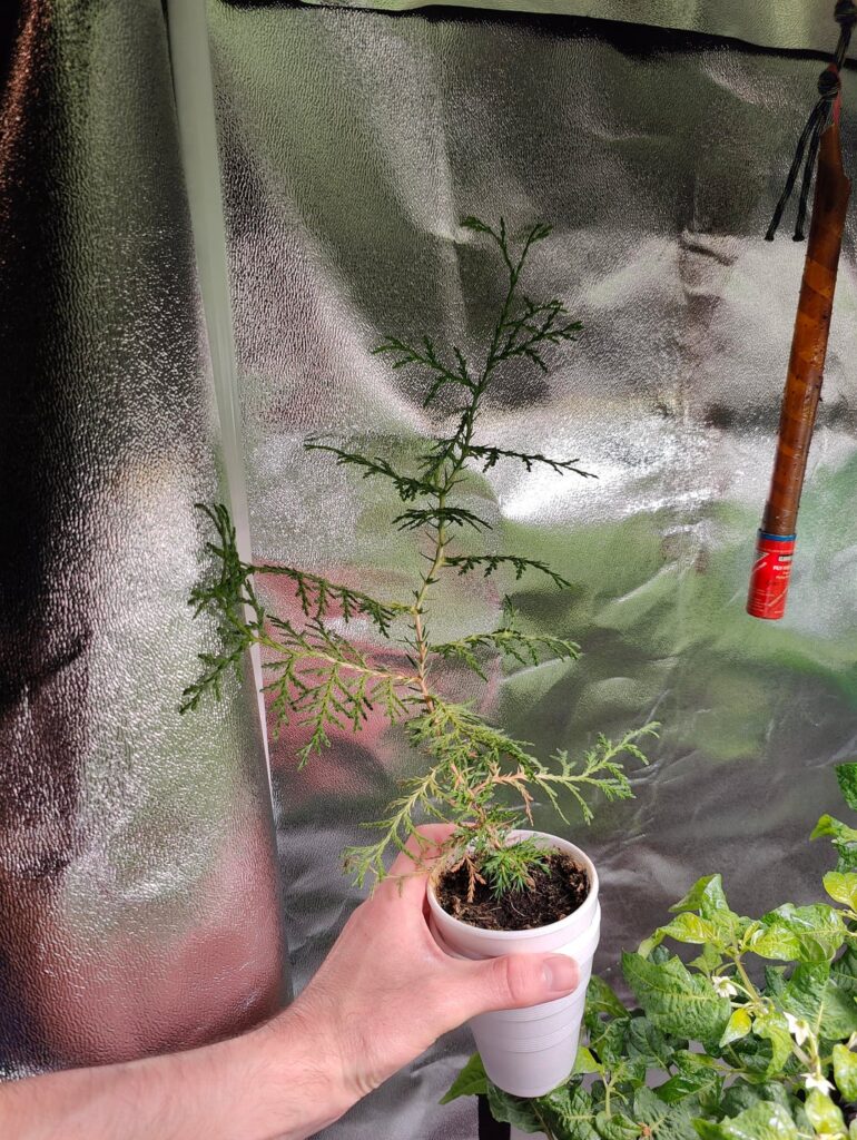 Has anyone else grown arborvitae from seed? Mine is about 9 months old now.