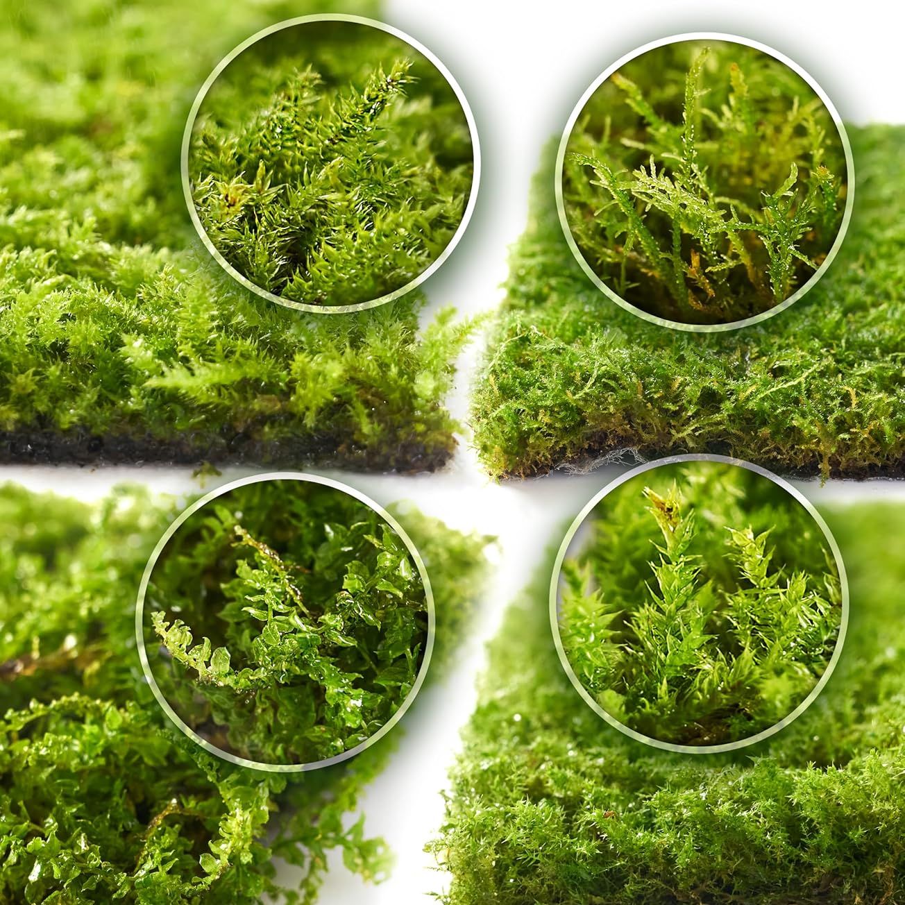Live Moss 4-Pack (each 3.5"x7") &ndash; Real Mixed Moss for Terrariums, Reptile Habitats, Fairy Gardens &amp; Potted Plants &ndash; 4 Random Varieties, Easy to Revive, Natural Green Decor