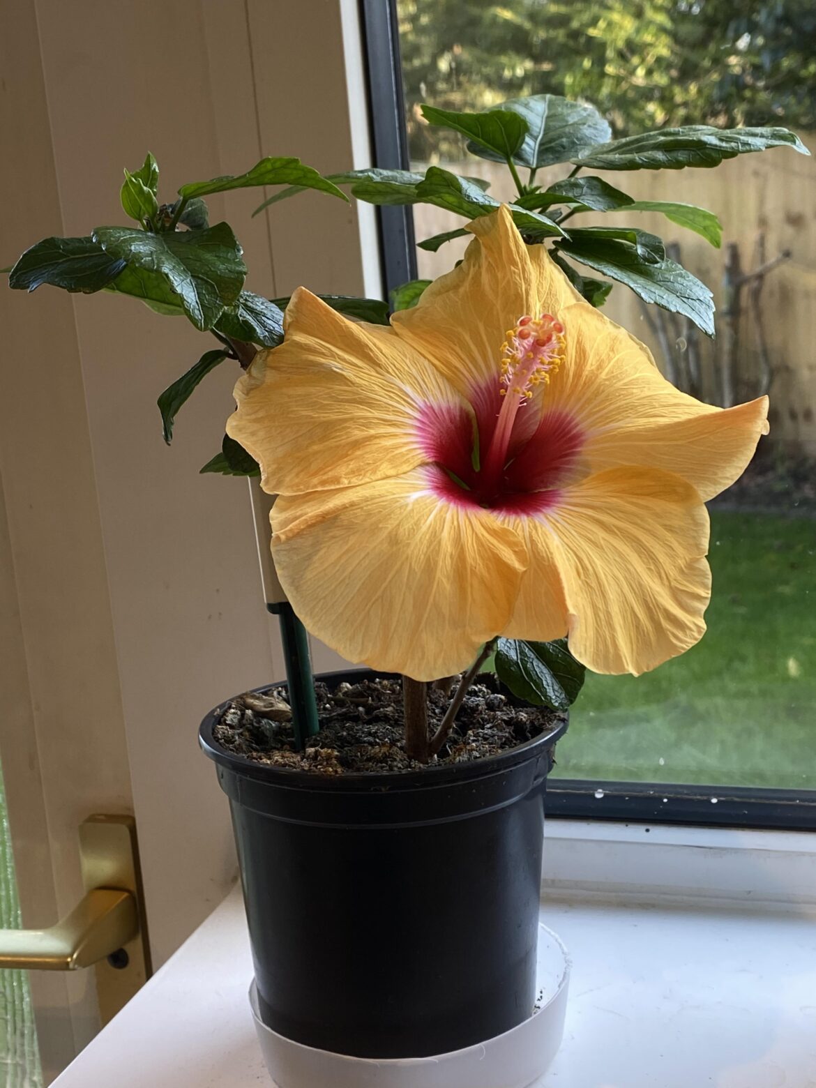 Hibiscus that just survived frost death thanks to accurate advice from r/gardening has bloomed again