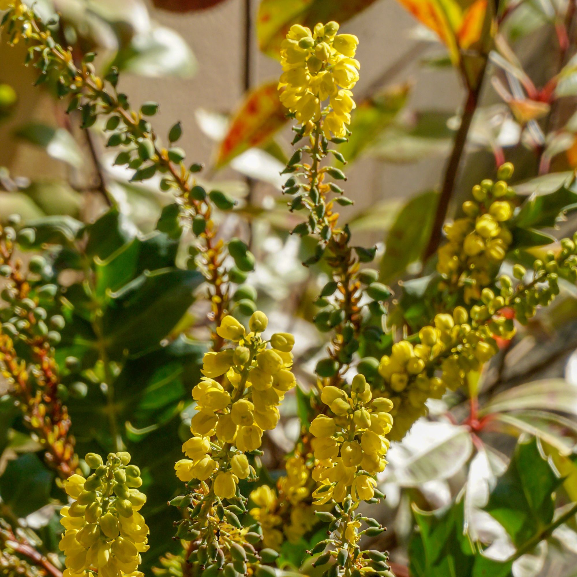 Closeup of Mahonia aquifolium plant