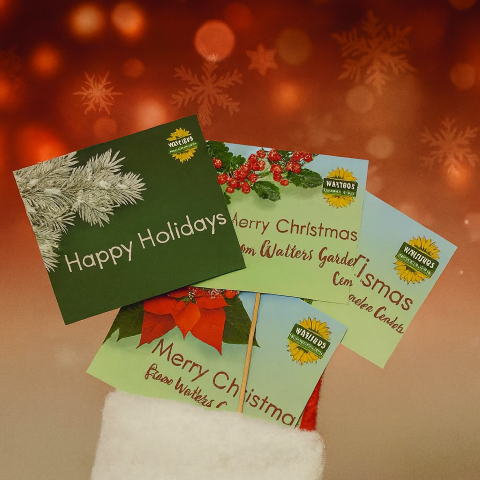 assortment of holiday gift cards from Watters Garden Center, in a Christmas stocking