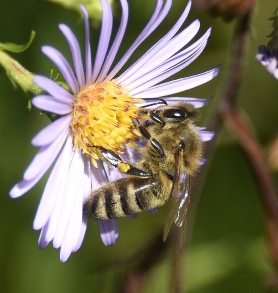 Honeybee8-26-24.jpg Honeybee8-26-24.jpg