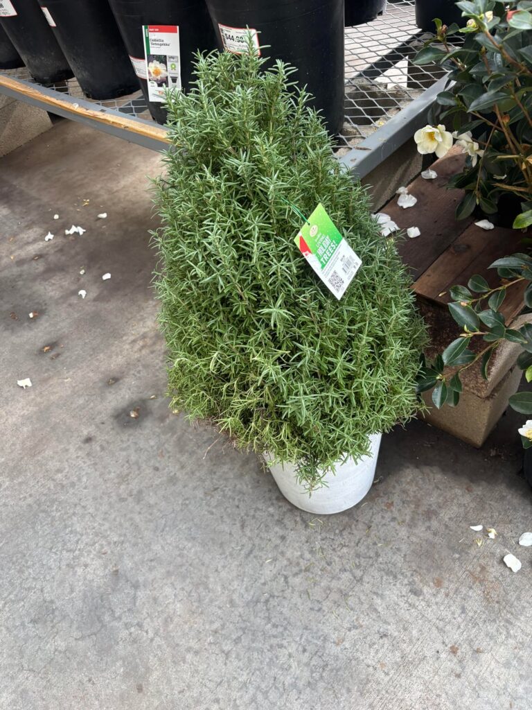 How do you grow rosemary like this?