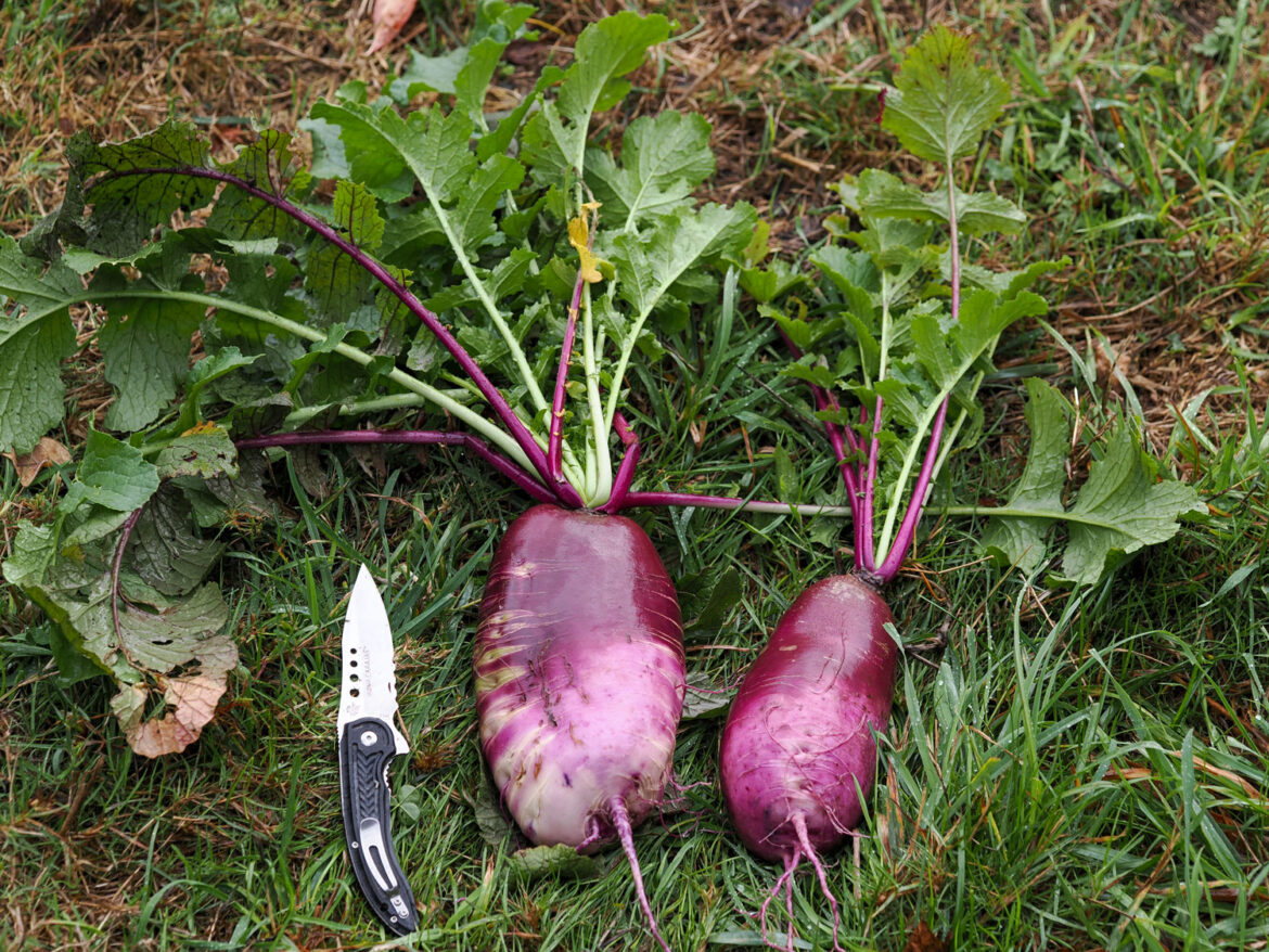 Winter Gardening, Better Late Than Never