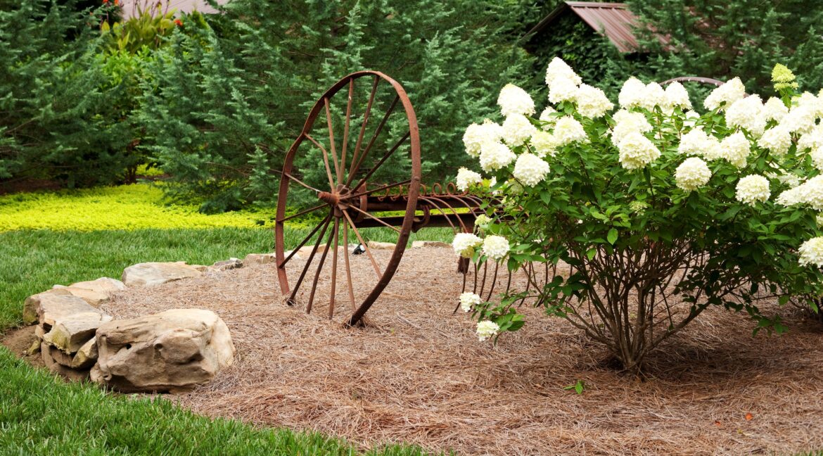 What Pine Needles Really Do to Your Garden Soil