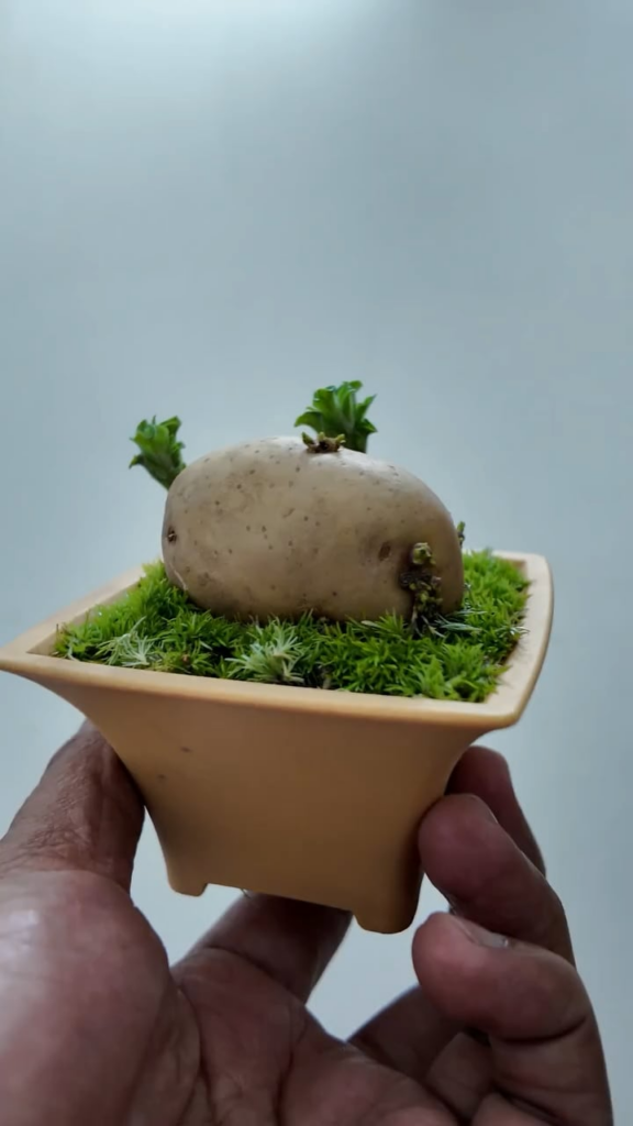 I Put a Potato in a Bonsai Pot Because Why Not? 🥔 I Put a Potato in a Bonsai Pot Because Why Not? 🥔