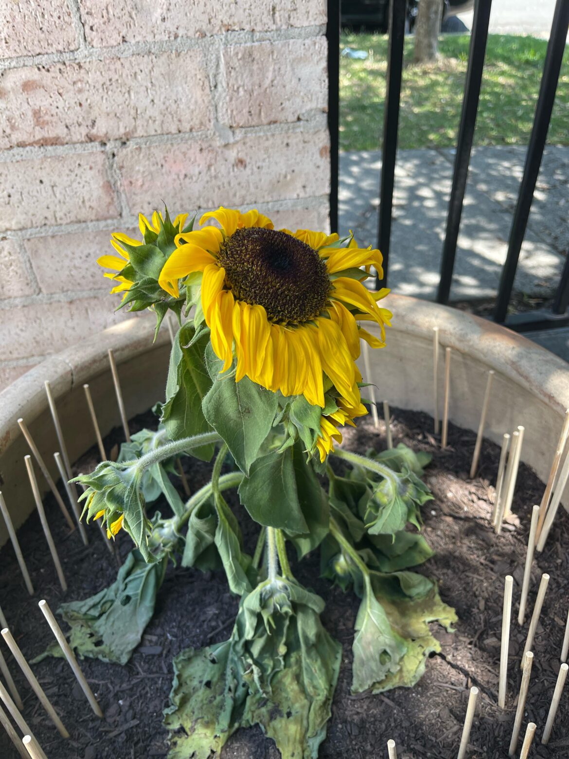 I bought this it looked healthy and now its drooping! Needs water or?