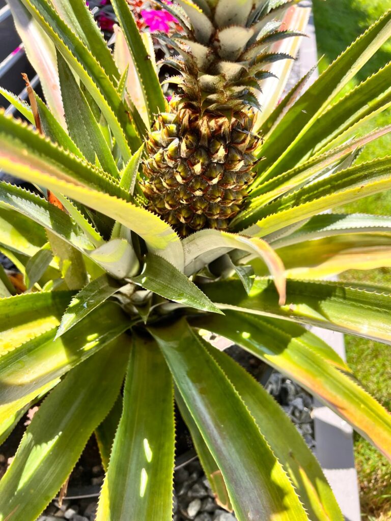 I live in Brisbane, Australia and I have a beautiful pineapple plant that produced a juicy pineapple a year ago and is growing another one. My question is that there are about 4 babies growing and I am unsure whether I leave them alone or remove them for replanting? I live in Brisbane, Australia and I have a beautiful pineapple plant that produced a juicy pineapple a year ago and is growing another one. My question is that there are about 4 babies growing and I am unsure whether I leave them alone or remove them for replanting?