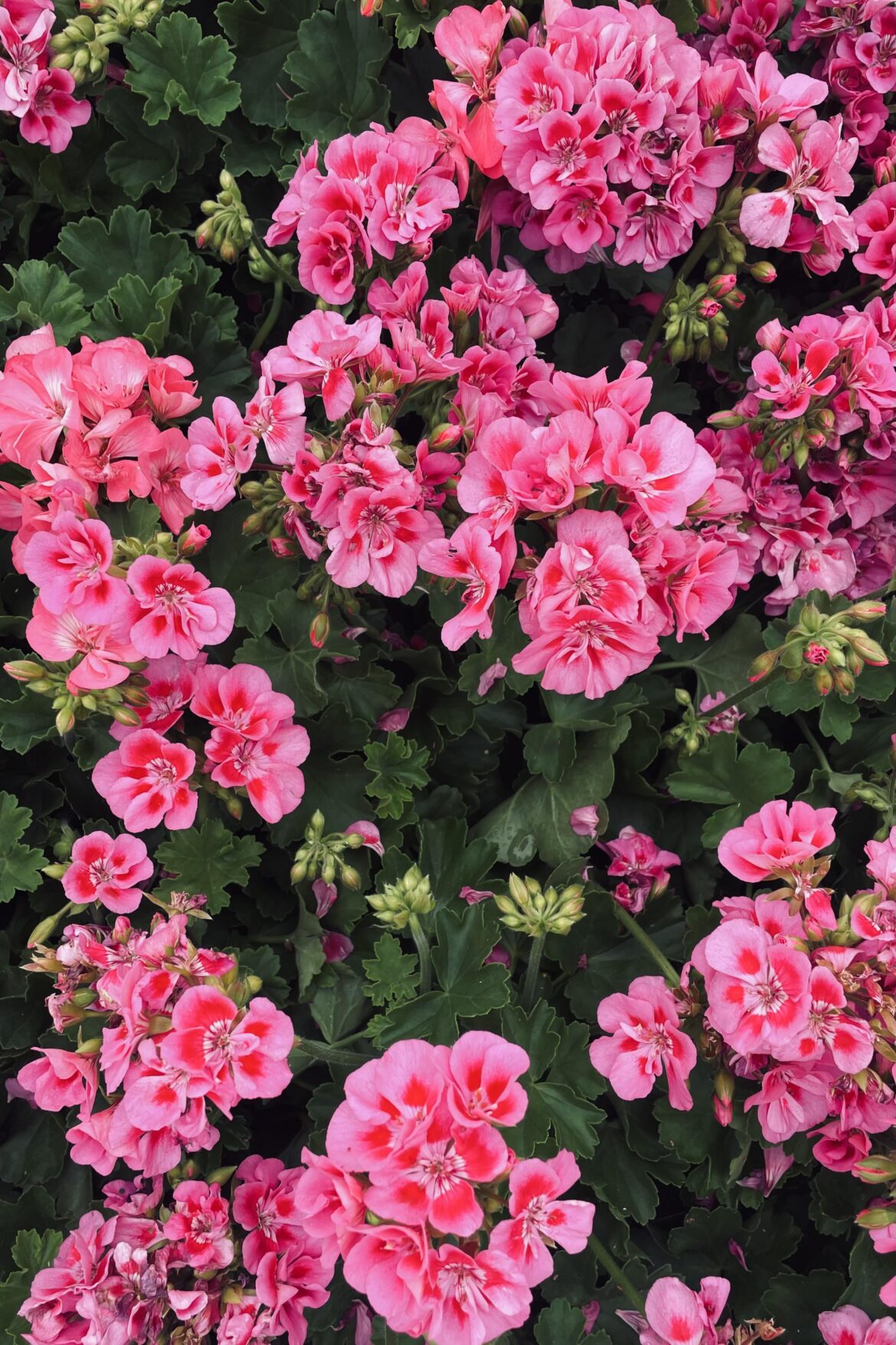 I love how vibrant these geraniums are!