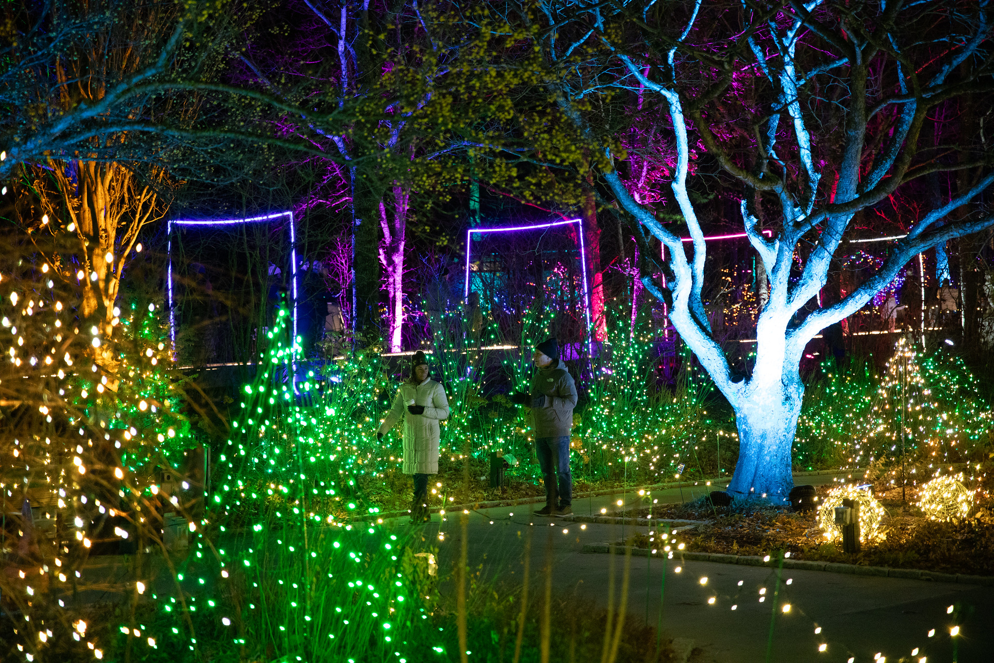 The New England Botanical Garden at Tower Hill's 2025 "Night Lights" holiday lights display will illuminate Boylston daily through Jan. 4, 2026.