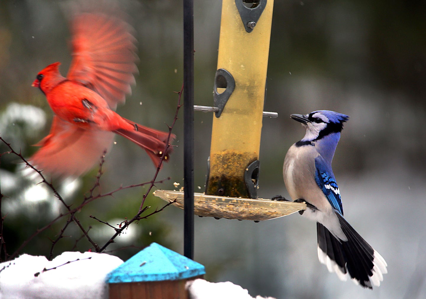 A blue jay jousts with a cardinal for perch positions on a backyard feeder. 