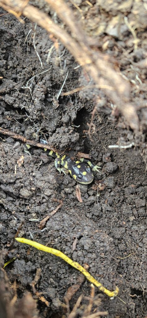 Im ripping up 15 year old weed fabric just before the rain.