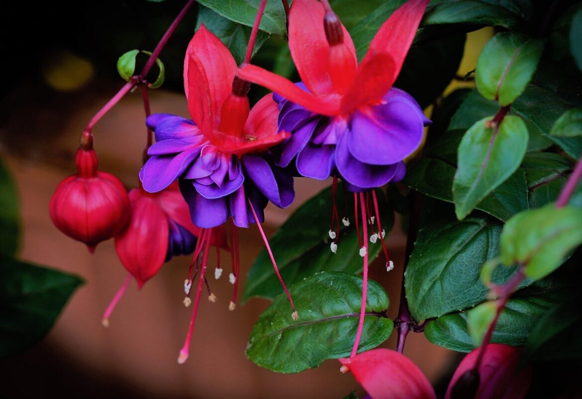 Launch January with California Gardeners – Wokingham.Today California Gardening Club kicks off the new year with tips on how to generate plants for free. Picture: LInda Biggs via Pixabay